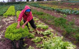 prefeitura-divulga-lista-de-agricultores-aprovados-no-paa