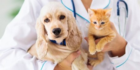 prevencao-cancer-pets-calendario-ms