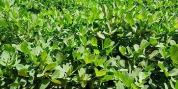 producao-amendoim-cresce-ms