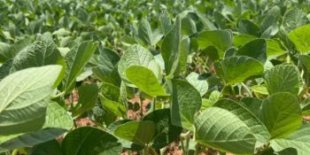 produtores-soja-ms-tem-10-janeiro-declarar