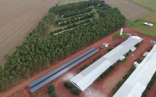 programa-frango-vida-impulsiona-avicultura-ms