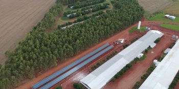 programa-frango-vida-impulsiona-avicultura-ms