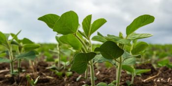 regiao-sul-lidera-areas-irregulares-de-soja-em-ms