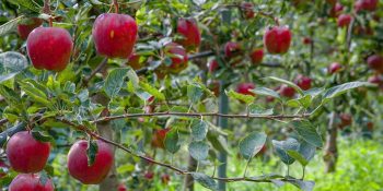 safra-de-macas-no-brasil-deve-superar-1-milhao-de-toneladas