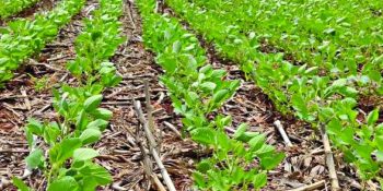 safra-de-soja-2025-2026-cresce-em-ms-apesar-do-clima