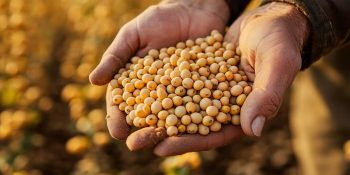 safra-de-soja-do-brasil-e-projetada-em-1804-milhoes-de-toneladas