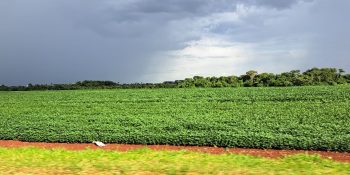 safra-soja-avanca-segue-atraso safra-soja-avanca-segue-atraso