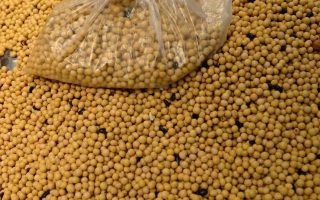 soja-amplia-ganhos-com-otimismo-em-relacao-a-demanda-da-china