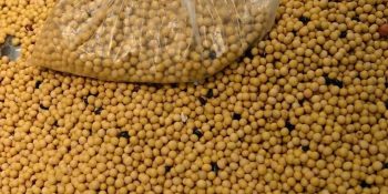 soja-amplia-ganhos-com-otimismo-em-relacao-a-demanda-da-china