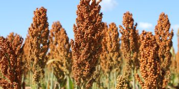 sorgo-domina-segunda-safra-ms