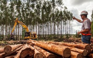 suzano-abre-inscricoes-processos-seletivos-ms