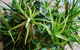 ter-essas-plantas-em-casa-ajuda-a-reduzir-mosquitos