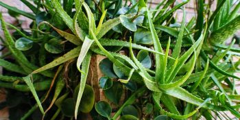 ter-essas-plantas-em-casa-ajuda-a-reduzir-mosquitos