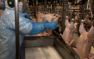 uniao-sinaliza-retomada-de-compras-de-frango-e-mel-do-brasil