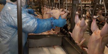uniao-sinaliza-retomada-de-compras-de-frango-e-mel-do-brasil