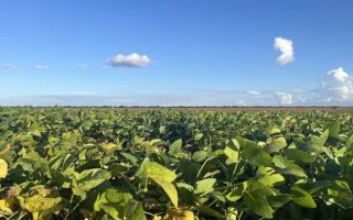 veranico-compromete-640-mil-hectares-de-soja-em-ms