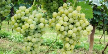 vinhos-de-inverno-avancam-no-centro-oeste-com-tecnologia