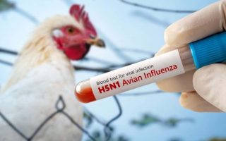 virus-gripe-aviaria-pode-sofrer-mutacoes