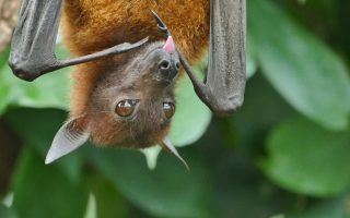 virus-nipah-entenda-sintomas-e-o-risco-de-chegar-ao-brasil
